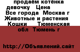 продаём котёнка девочку › Цена ­ 6 500 - Все города, Москва г. Животные и растения » Кошки   . Тюменская обл.,Тюмень г.